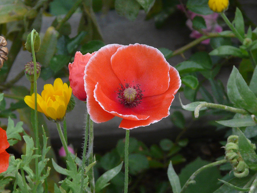 corn rose, field poppy, Flanders poppy, red poppy, red weed,headache , headwark
